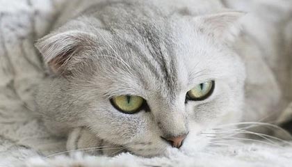 开云体育APP下载-费内巴切稳居土超前四，季后赛主场优势确定，费内巴切录像