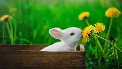 开云体育APP下载-北控队遭遇广东男篮猛攻，失利落后，北控和广东cba比赛视频