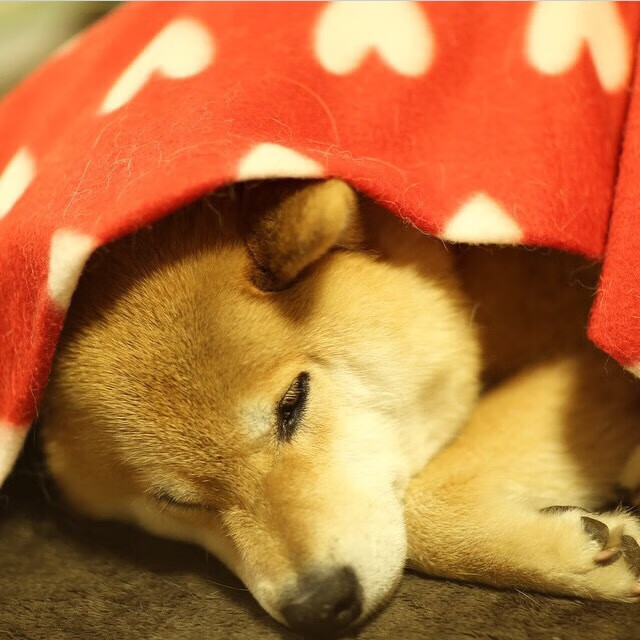 【国际赛事】代表队在世界棒球锦标赛中的表现，世界棒球协会