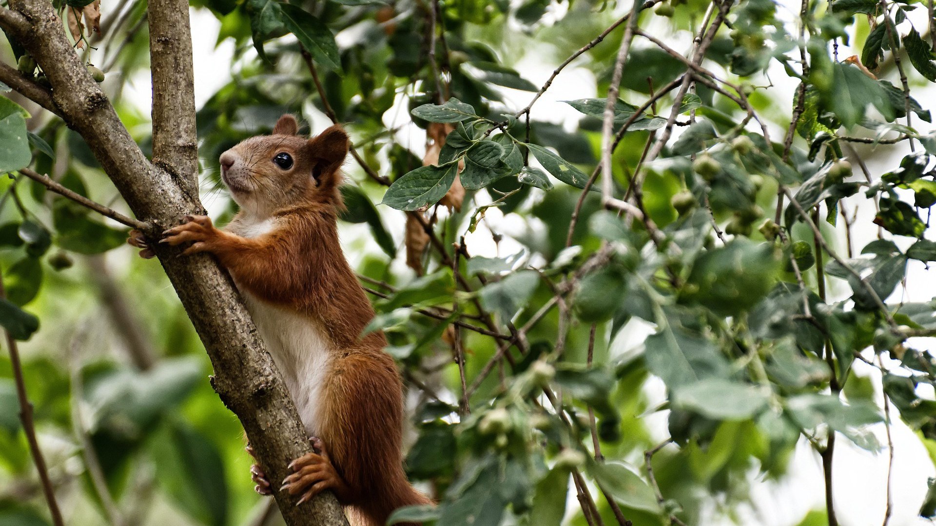 开云·体育官网-法国门将低级失误，球迷怒火中烧，法国队 门将