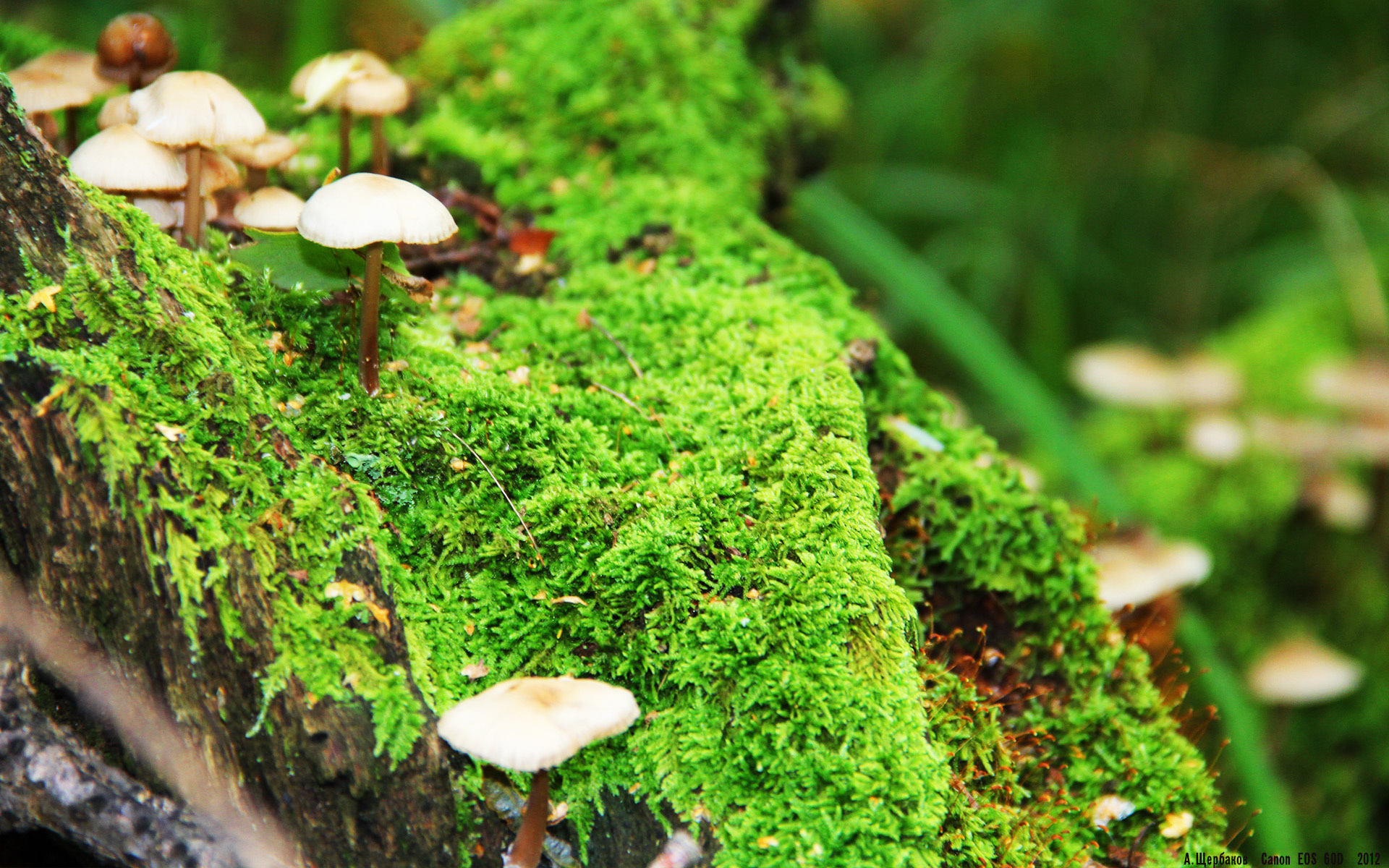 球员特写：细数联盟中的技术天才，球星技能