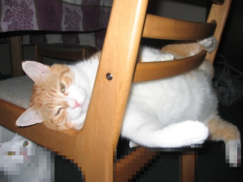 LCS战队社交媒体影响力排行,lck sb战队 百科