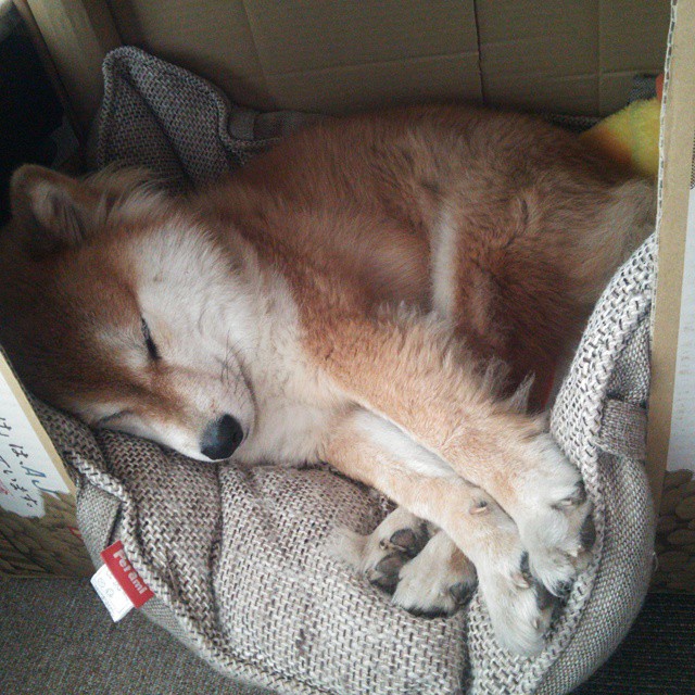 开云中国-保定华信主场获胜，积分榜位置有所上升，2021华信信鸽俱乐部