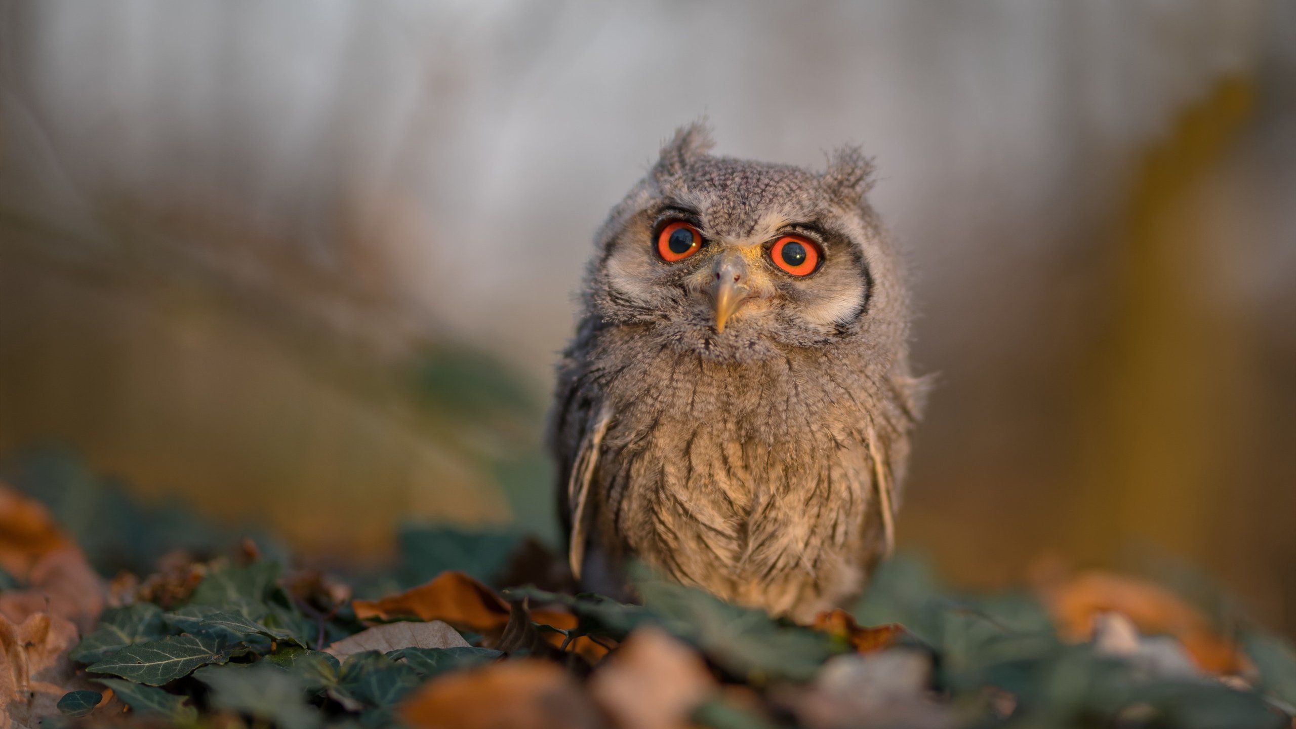 女足世界杯赛事安全保障措施，女足世界杯受伤