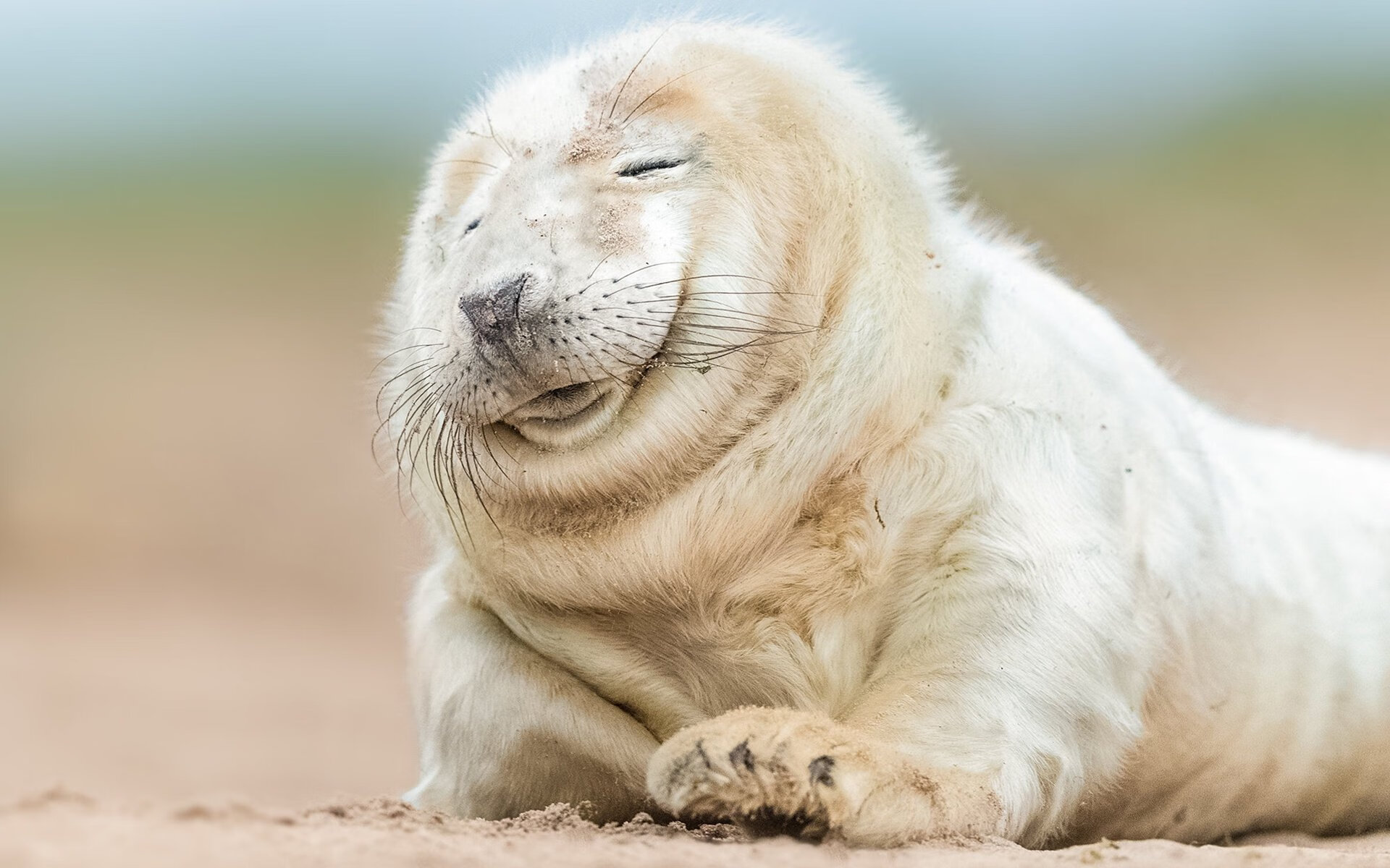 热点:佛罗伦萨横扫对手,晋级欧冠四强!,佛罗伦萨足球