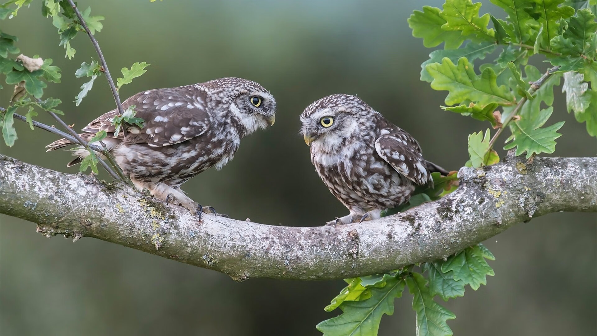 美国马术协会与国际组织合作，推广“Mustang Challenge”至全球。