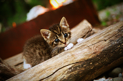 开云入口-职业篮球赛事商业开发模式，篮球场商业模式