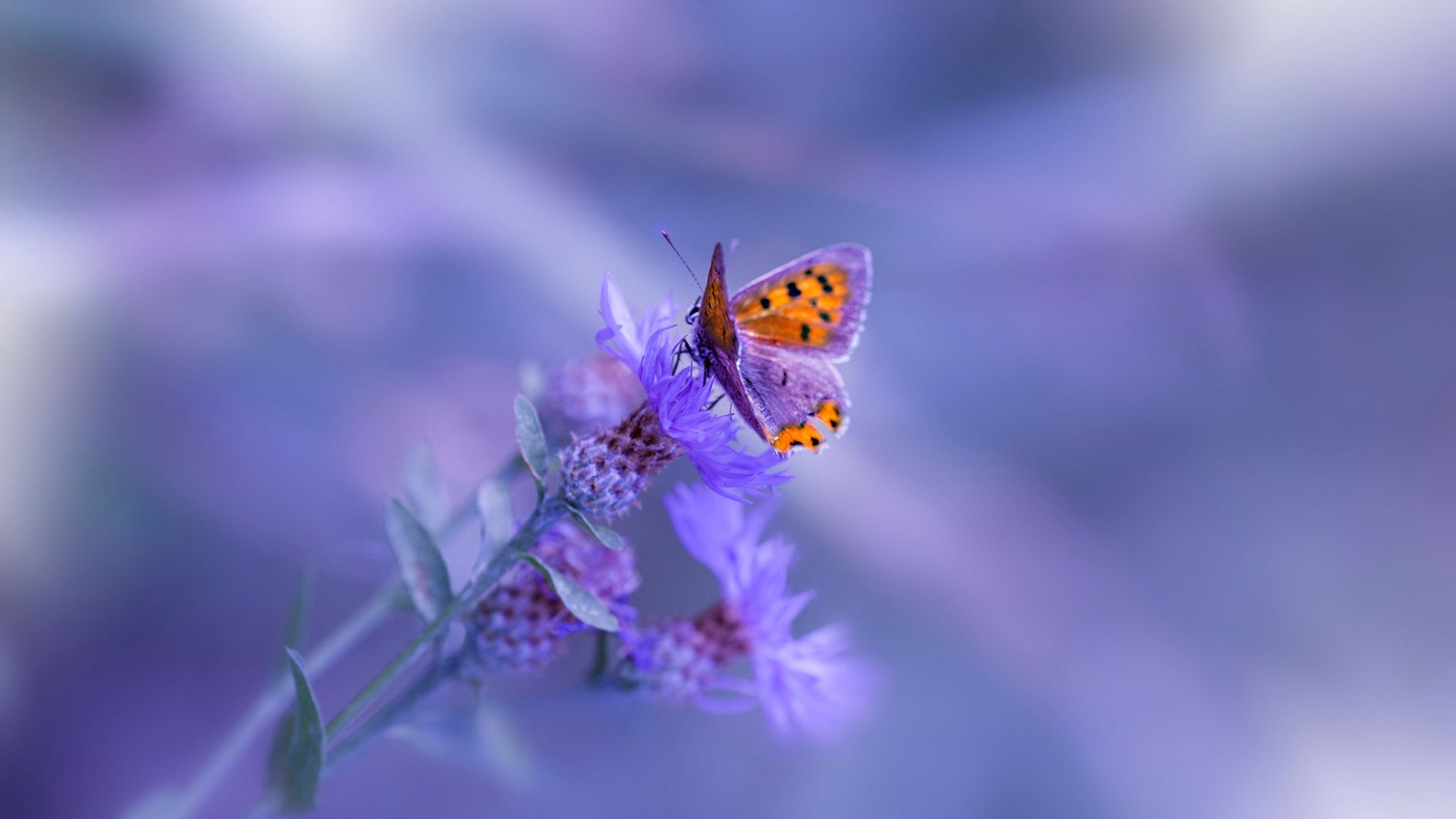 开云网页版登录入口-马刺队老将突然退役！荣誉殊荣！，马刺队老将突然退役!荣誉殊荣是谁