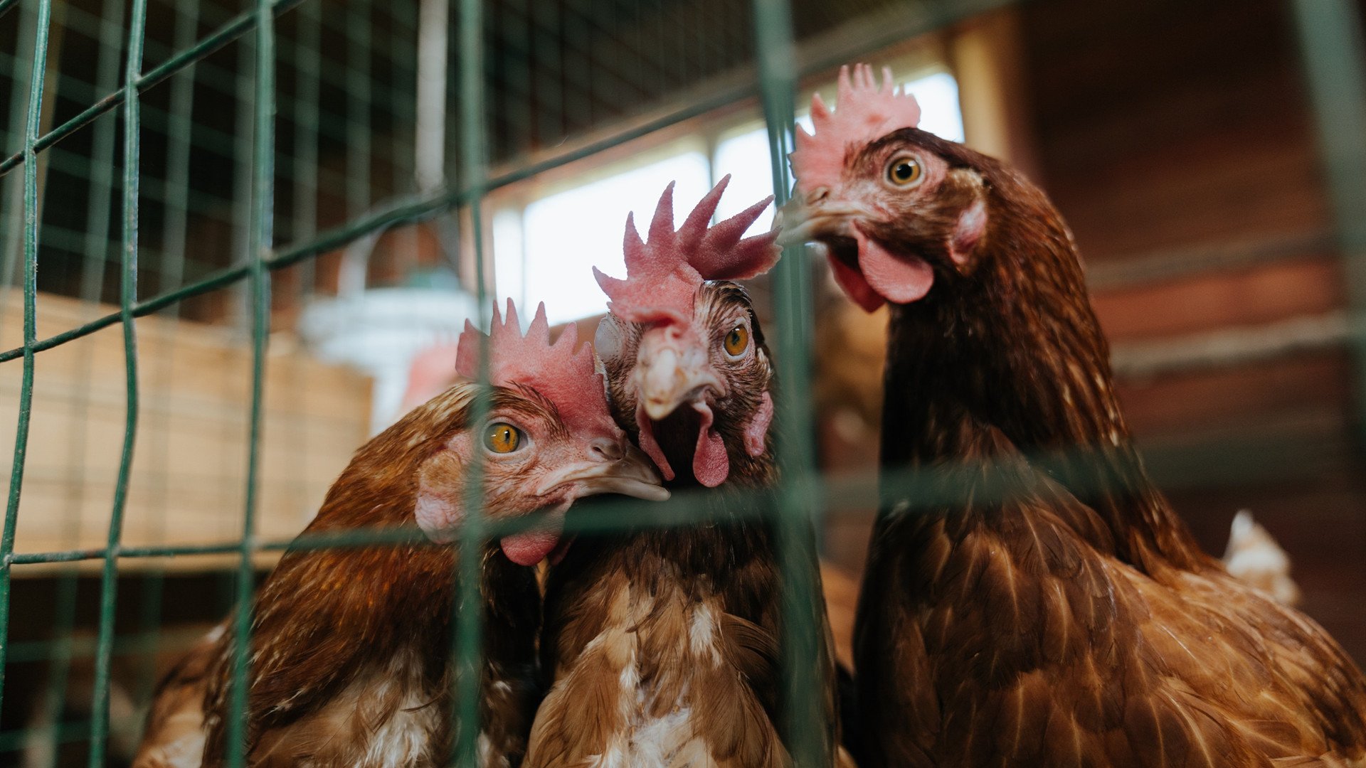 kaiyun体育综合-马尚表现抢眼，上海男篮再度胜出，上海男篮潜力内线