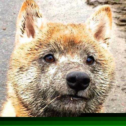 NBA赛季助攻效率提升方案，nba赛季助攻王排名