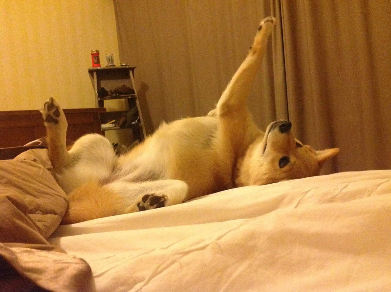 中国篮球联赛赛事安全管理体系建设与完善,我国篮球竞赛制度改革