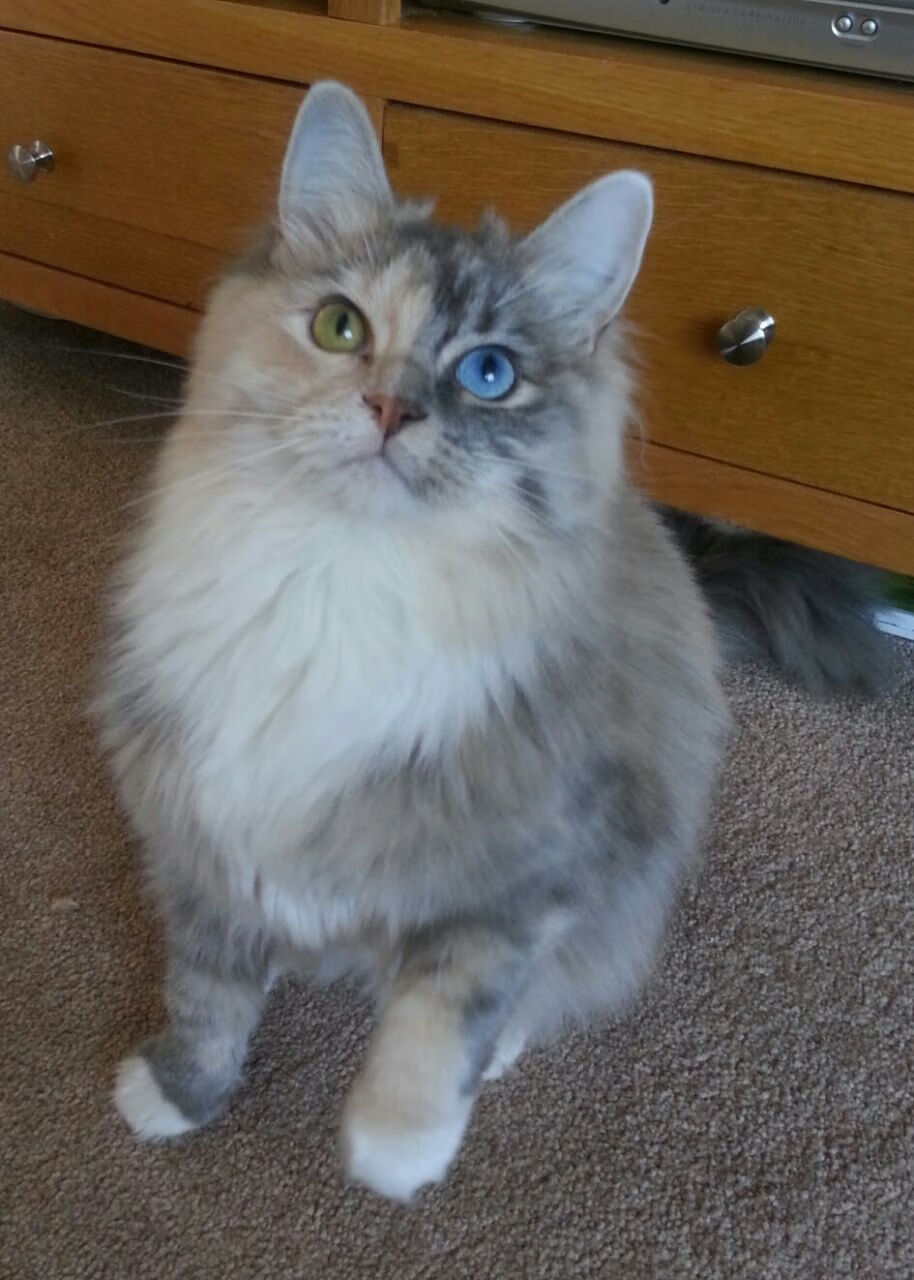 开云平台-体育产业与数字经济融合发展政策实施评估，体育产业融合的效应与方式有哪些