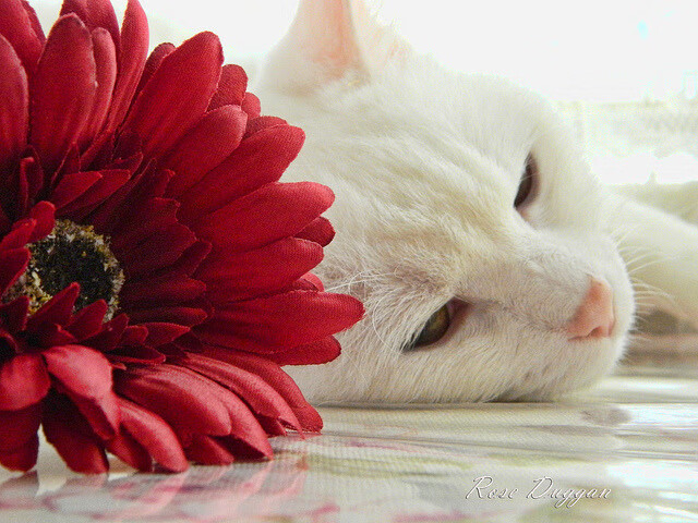 意甲裁判语义对话模板提升新裁判团队协同质量，裁判足球