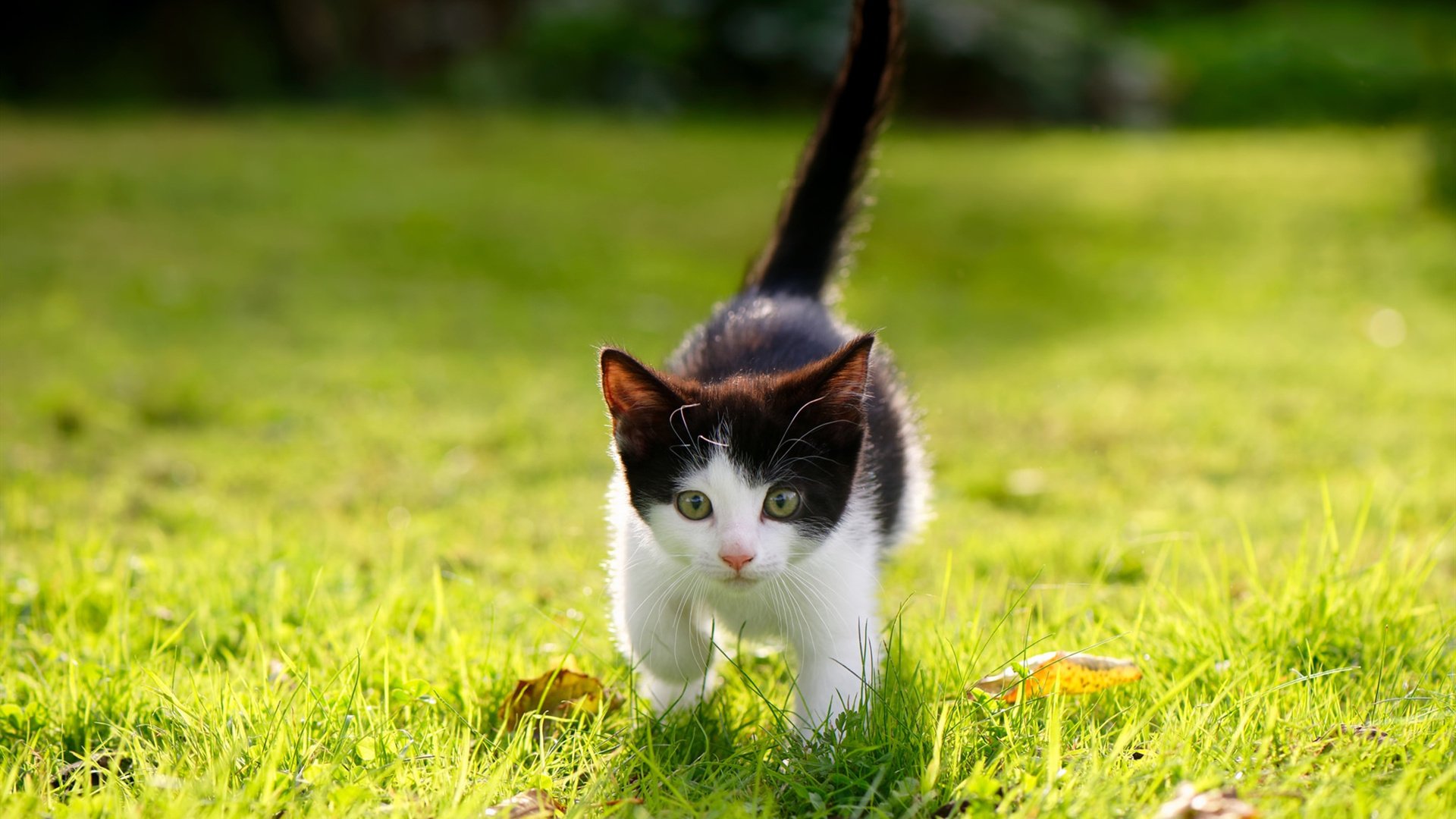 “2025游泳锦标赛新加坡：顶尖选手争锋，金牌花落谁家？”