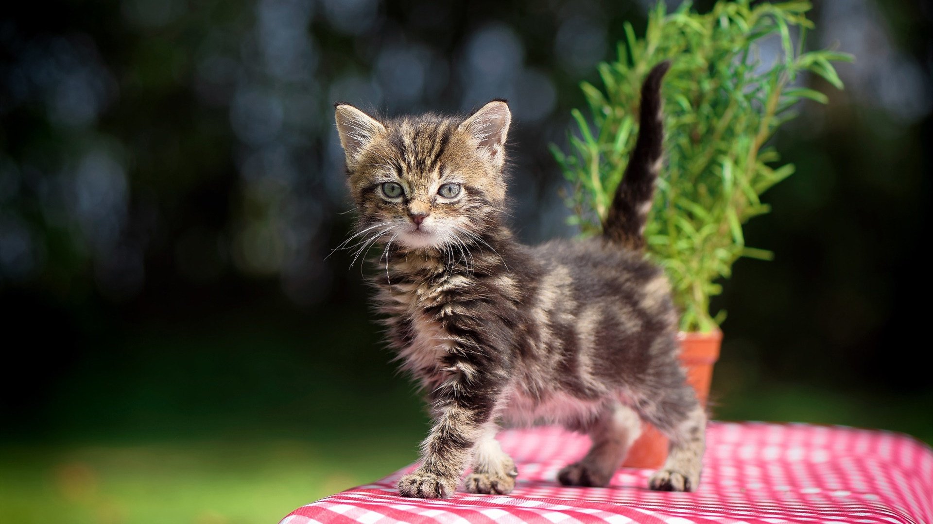 Kaiyun APP-中国三人篮球男队战术执行精准，中国三人篮球男队战绩