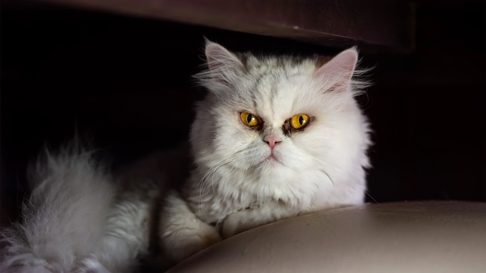 体育新闻中心晋级之路解析，体育新闻报道栏目