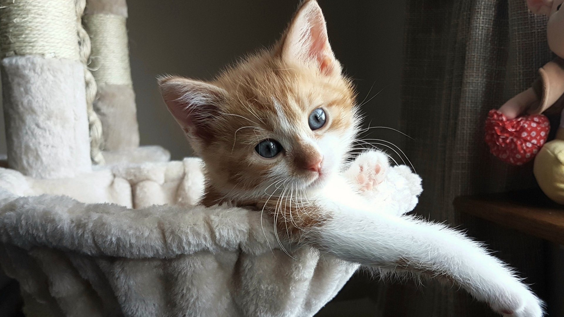 开云官网APP下载-庞蒂冲线瞬间引爆现场气氛，庞蒂斯克